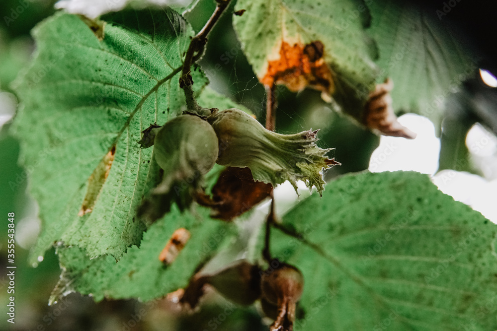 Turkish hazelnuts with own leaves,from Black Sea Region of Turkey new nuts of harvest.Hand holding a fresh hazelnut branch on others. Turkish hazelnuts with own leaves,from Black Sea Region of Turkey new nuts of harvest.Hand holding a fresh hazelnut branch on others.