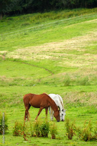 Two horses grazing on pasture at summer.