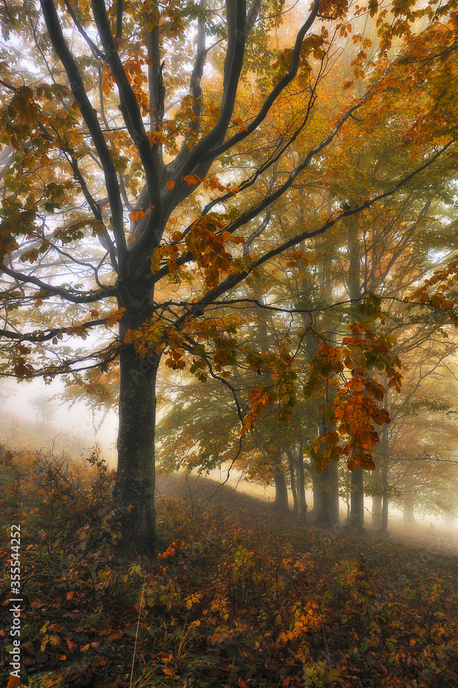 Fototapeta premium A misty fantastic autumn forest