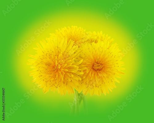 Yellow dandelions on bright green background.