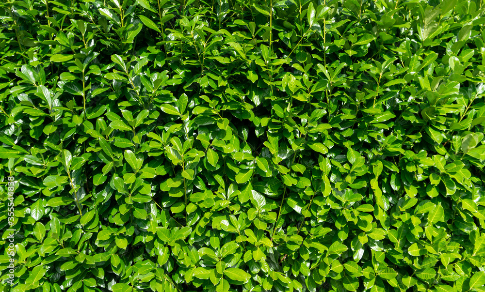 Obraz premium Grüne Hecke