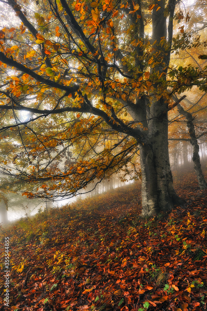 A misty fantastic autumn forest