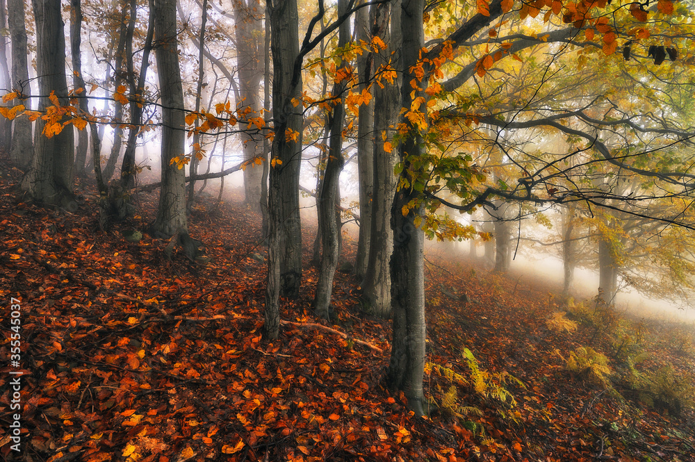 A misty fantastic autumn forest