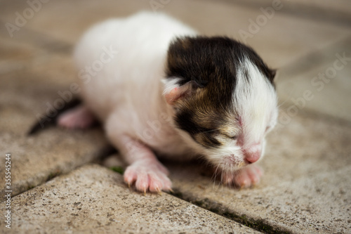 White with a black newborn kitten lying on a stone floor © Omega
