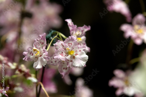 Blooming of Pink Oncidium Orchids. This image can be use for background or print for cover pillow  etc