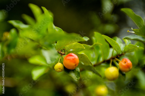 garcinia indica -
small, reddish natural fruit with green leaves around
