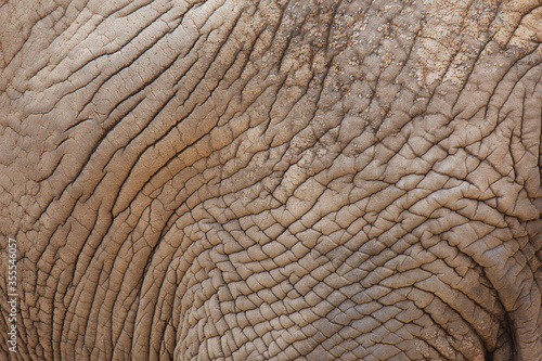 African bush elephant (Loxodonta africana). Detail of elephant skin. Huge african mammal. Africa 