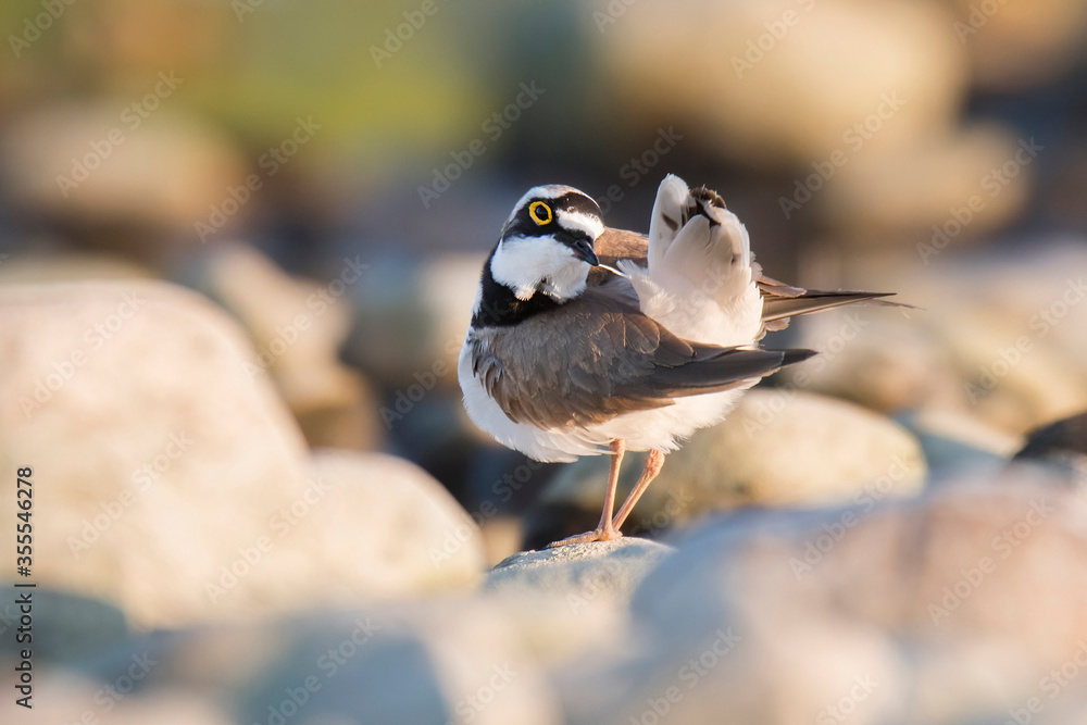 Obraz premium The little ringed plover (Charadrius dubius) a small plover, standing on stone and cleaning his feathers. Soft evening lights. Scene from wild nature. Yellow surroundings around eye, fluffy feather. 