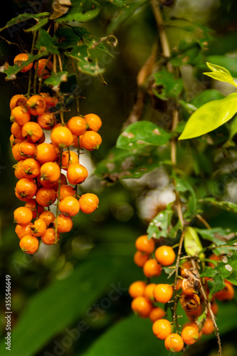 
plant with bunches of small round fruits, orange from brazil
