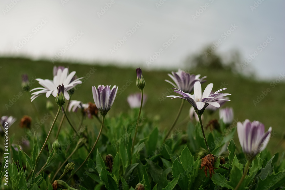 Fototapeta premium Osteospermum ecklonis , daisy flower , purple color