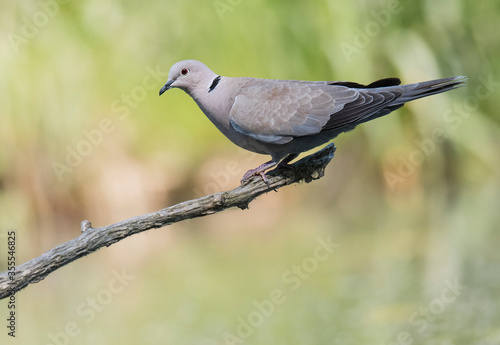 The Eurasian collared dove (Streptopelia decaocto), middle size grey bird with red eye sitting on the branch. Green diffused background consist of lake water and grass on edge of him. Scene from wild 