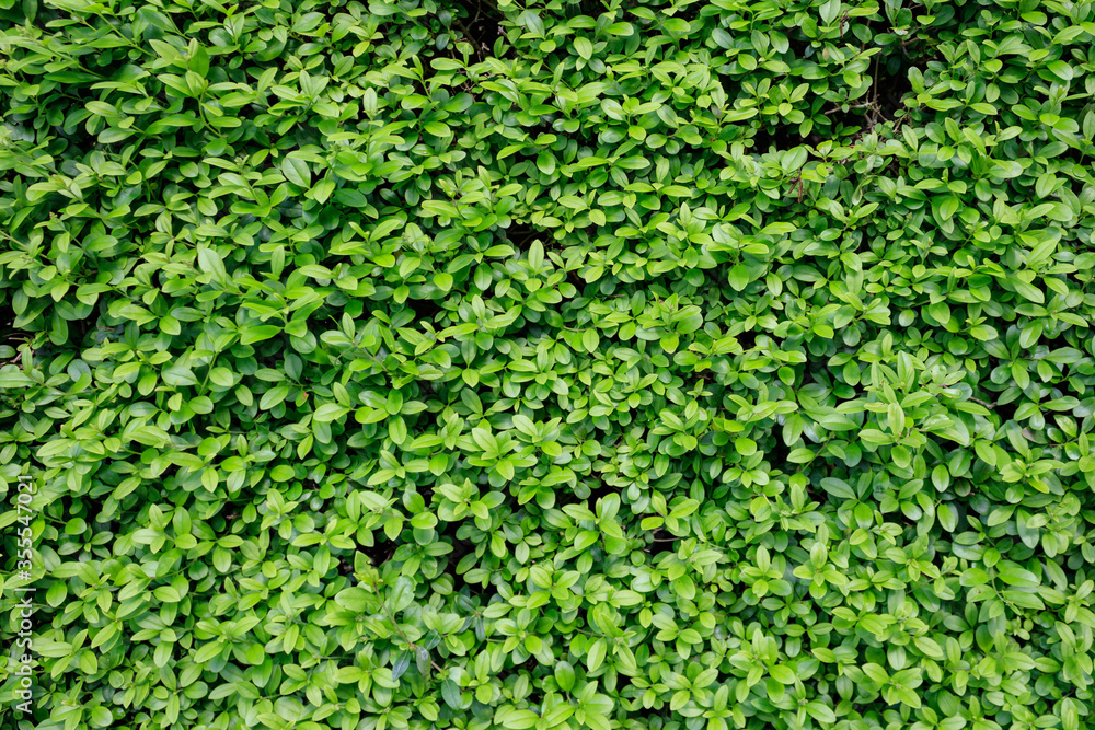 background of green leaves of hedge, full frame. Close up of fresh foliage.