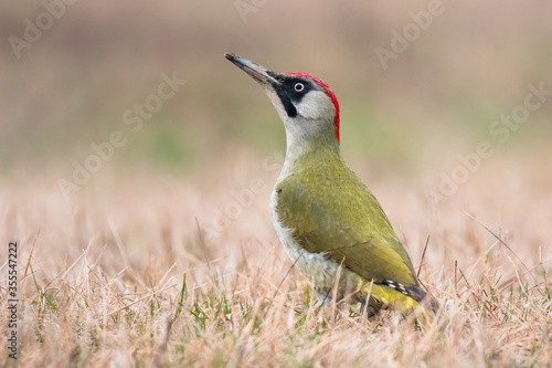 Green woodpecker (Picus viridis),female of this great green bird, with gray head and red back of head, sitting in grass and looking for some ants for meal, scene from wild nature,Slovakia, Europe     