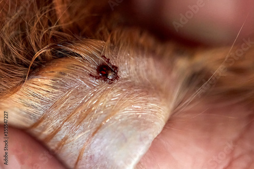 Mite latched on to the dog's ear, close-up, close-up photo