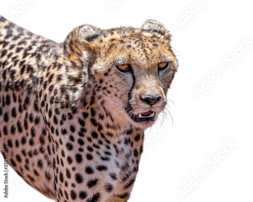 Cheetah Big Cat Closeup Isolated
