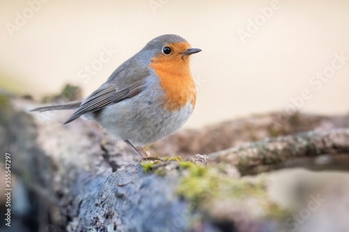 European robin (Erithacus rubecula), beautiful small bird with orange throat, sitting on branch and looking for some meal, diffuse orange background, scene from wild nature, Slovakia. © MatusHaban