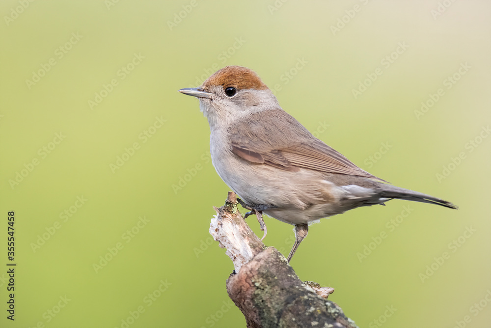 Eurasian blackcap (Sylvia atricapilla), female of this small songbird, orange head, sitting on branch located the edge of lake, diffused green background, scene from wild nature, Slovakia Eurasian blackcap (Sylvia atricapilla), female of this small songbird, orange head, sitting on branch located the edge of lake, diffused green background, scene from wild nature, Slovakia