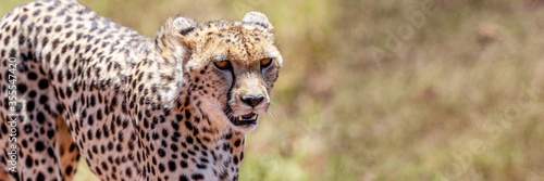 Photography Cheetah in Africa Web Banner