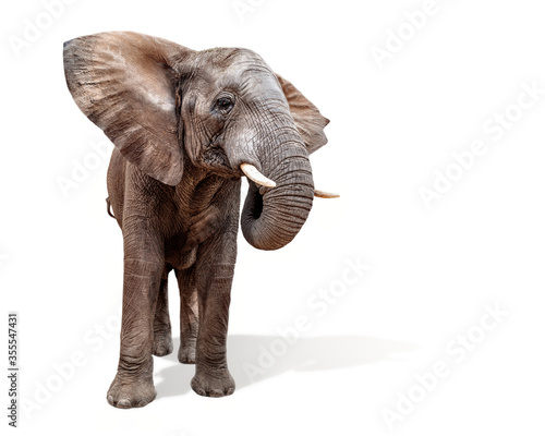 Large African Elephant Ears Out Isolated photo
