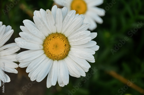 Daisy flowers   white color