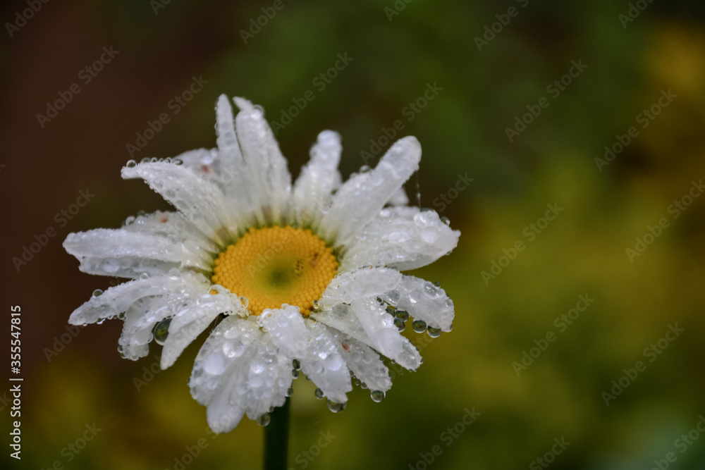 Fototapeta premium Daisy flowers , white color