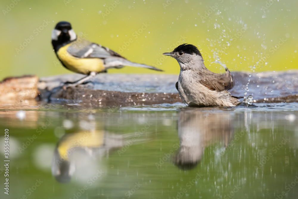 Eurasian blackcap (Sylvia atricapilla) and Great tit (Parus major), small songbirds drinking and cleaning itself in the water of lake. Yellow diffuse background and water drops on foreground. Eurasian blackcap (Sylvia atricapilla) and Great tit (Parus major), small songbirds drinking and cleaning itself in the water of lake. Yellow diffuse background and water drops on foreground.