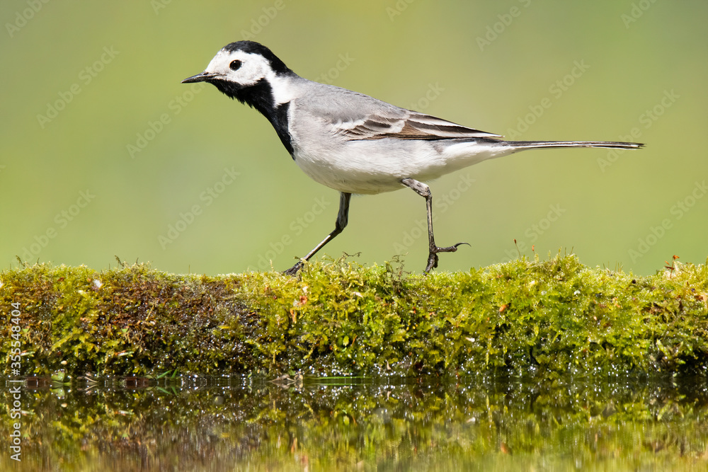 White wagtail (Motacilla alba), small white bird with black head and silver wings walking on branch, branch overgrown with beautiful fresh green moss laying in the water on the edge of lake. 