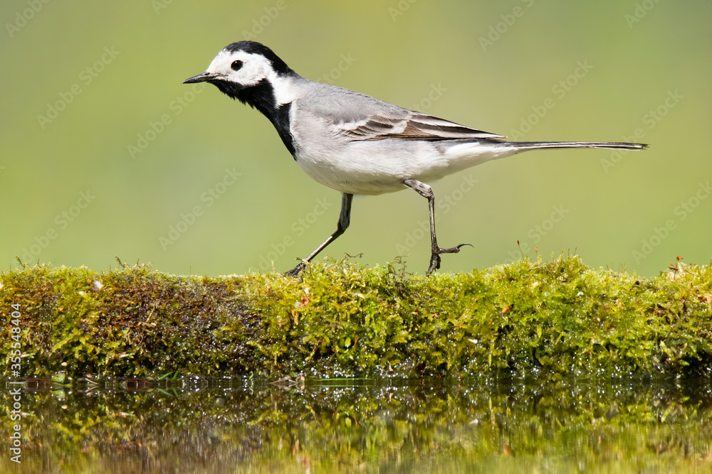 Fototapeta premium White wagtail (Motacilla alba), small white bird with black head and silver wings walking on branch, branch overgrown with beautiful fresh green moss laying in the water on the edge of lake. 
