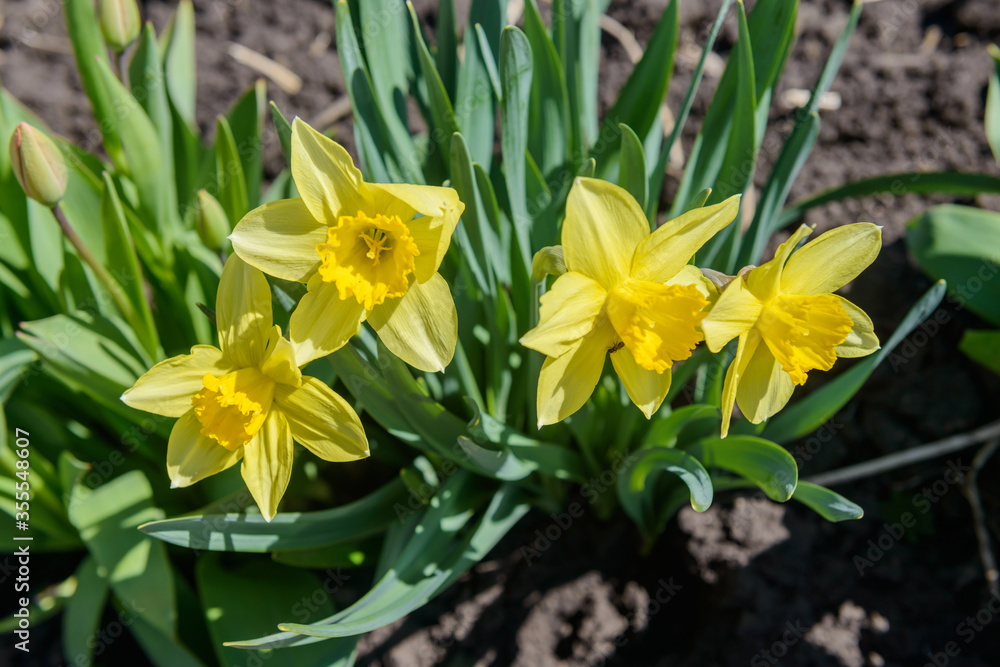 Obraz premium Close up yellow daffodils flowers spring. Yellow daffodil. Blossoming garden