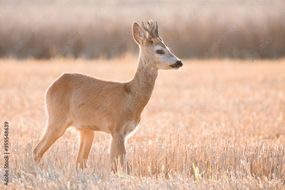 Roe deer (Capreolus capreolus), male of this beautiful animal standing on the field, during rut season, evening sunlight, searching some female. Background consist of wheat field. Slovakia Roe deer (Capreolus capreolus), male of this beautiful animal standing on the field, during rut season, evening sunlight, searching some female. Background consist of wheat field. Slovakia