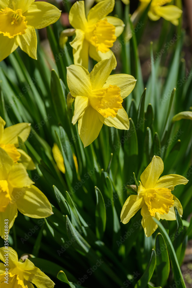 Close up yellow daffodils flowers spring. Yellow daffodil. Blossoming garden Close up yellow daffodils flowers spring. Yellow daffodil. Blossoming garden