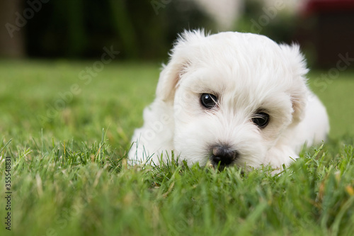 Small cute puppy of maltese dog sitting in the grass. Diffuse background. White fluffy fur. 