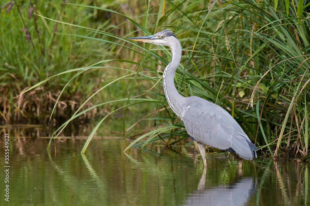 Gray heron (Ardea cinerea),photo of this big gray wading bird in his natural habitat, bird standing in water, background consist of wall of green reed, heron searching for some fish for meal,Slovakia Gray heron (Ardea cinerea),photo of this big gray wading bird in his natural habitat, bird standing in water, background consist of wall of green reed, heron searching for some fish for meal,Slovakia