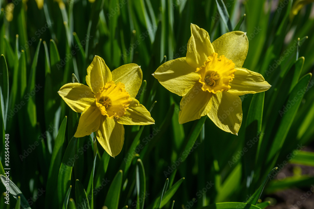 Close up yellow daffodils flowers spring. Yellow daffodil. Blossoming garden Close up yellow daffodils flowers spring. Yellow daffodil. Blossoming garden