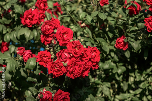 red rose bush in the garden