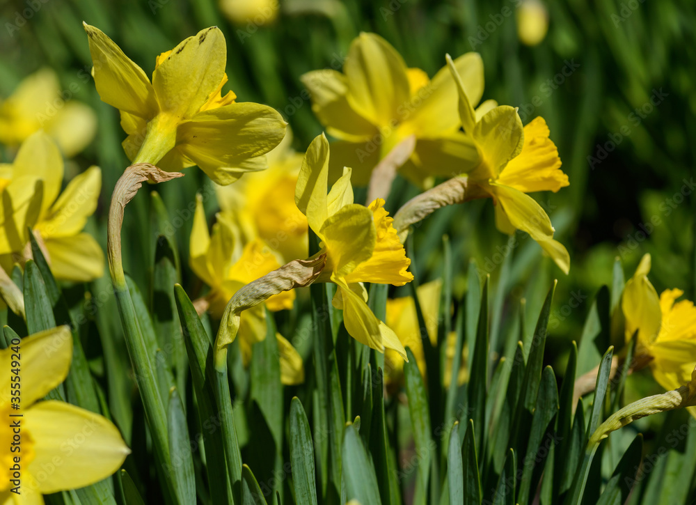 Close up yellow daffodils flowers spring. Yellow daffodil. Blossoming garden Close up yellow daffodils flowers spring. Yellow daffodil. Blossoming garden