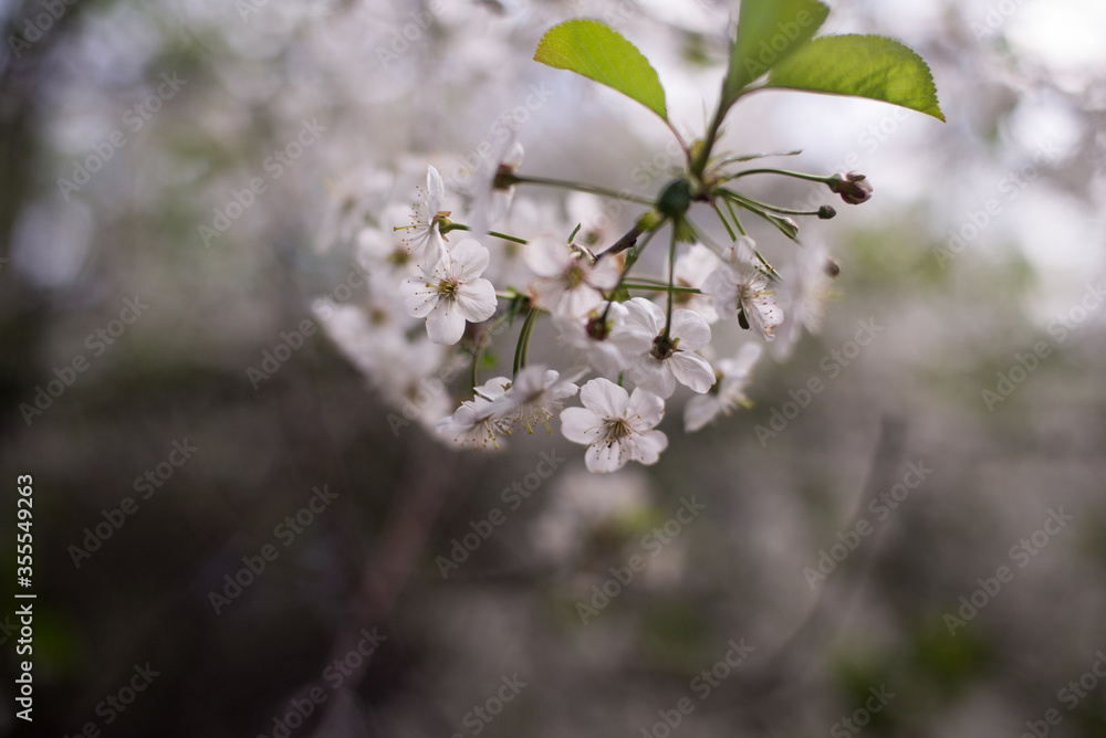 Obraz premium spring, cherry blossoms, white flowers, branches