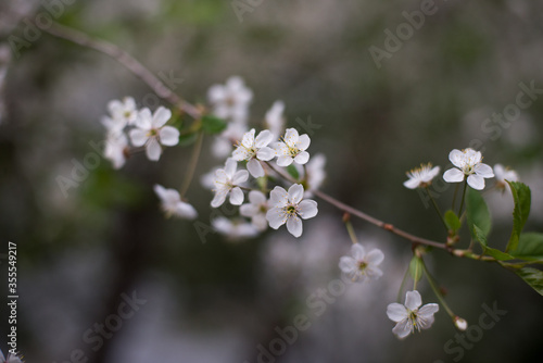 spring, cherry blossoms, white flowers, branches