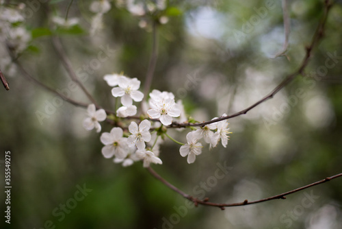 spring  cherry blossoms  white flowers  branches