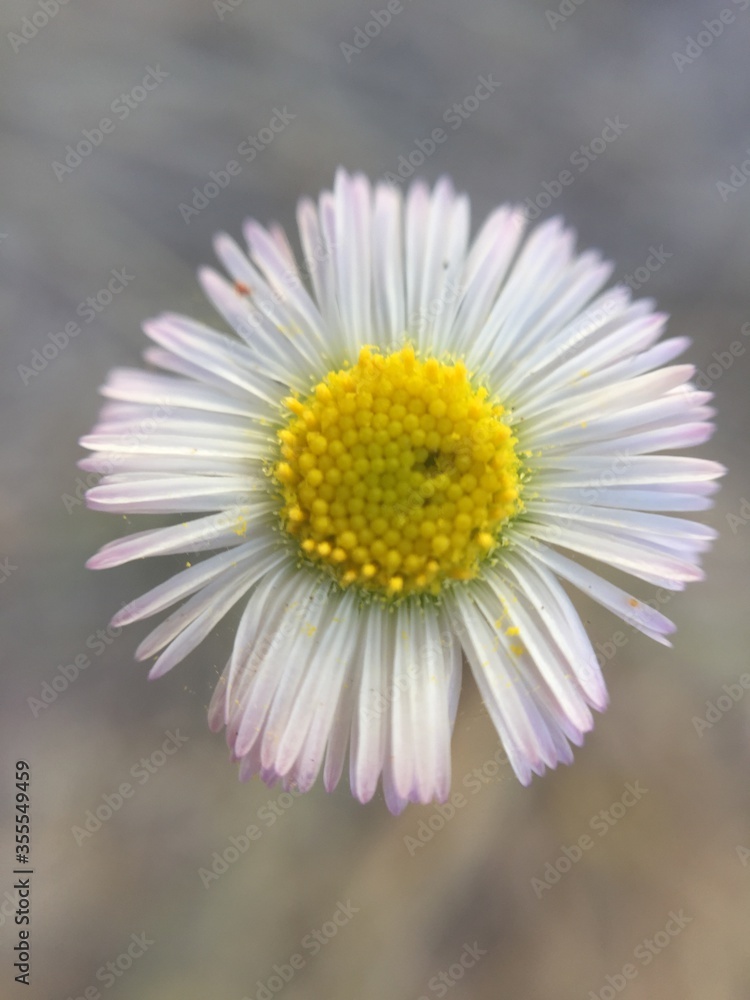 Obraz premium Summer Daisy 