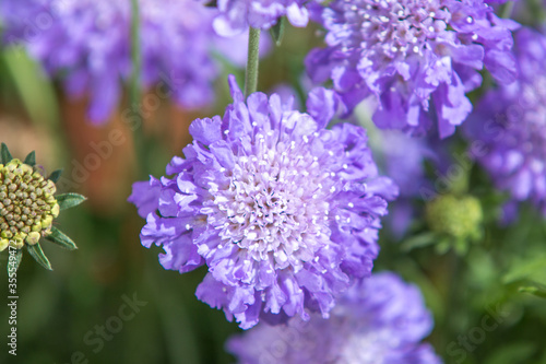 Scabiosa  in german Acker-Witwenblume  Knautia arvensis