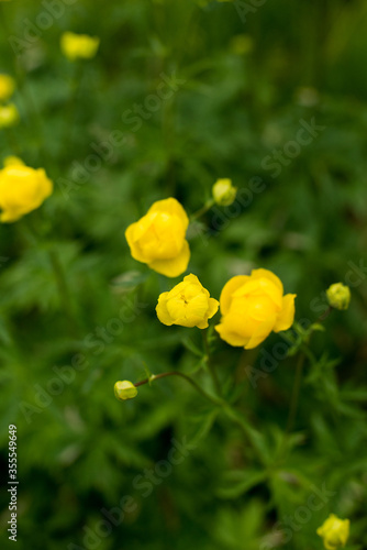 summer, spring, yellow flowers on a green background