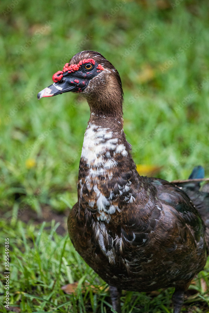 Muscovy duck in the park - Coral Gables Florida Muscovy duck in the park - Coral Gables Florida
