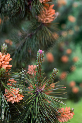 spring, flowering spruce, cones, tree in the rain