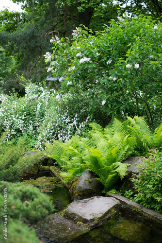 summer  spring  green grass  fern