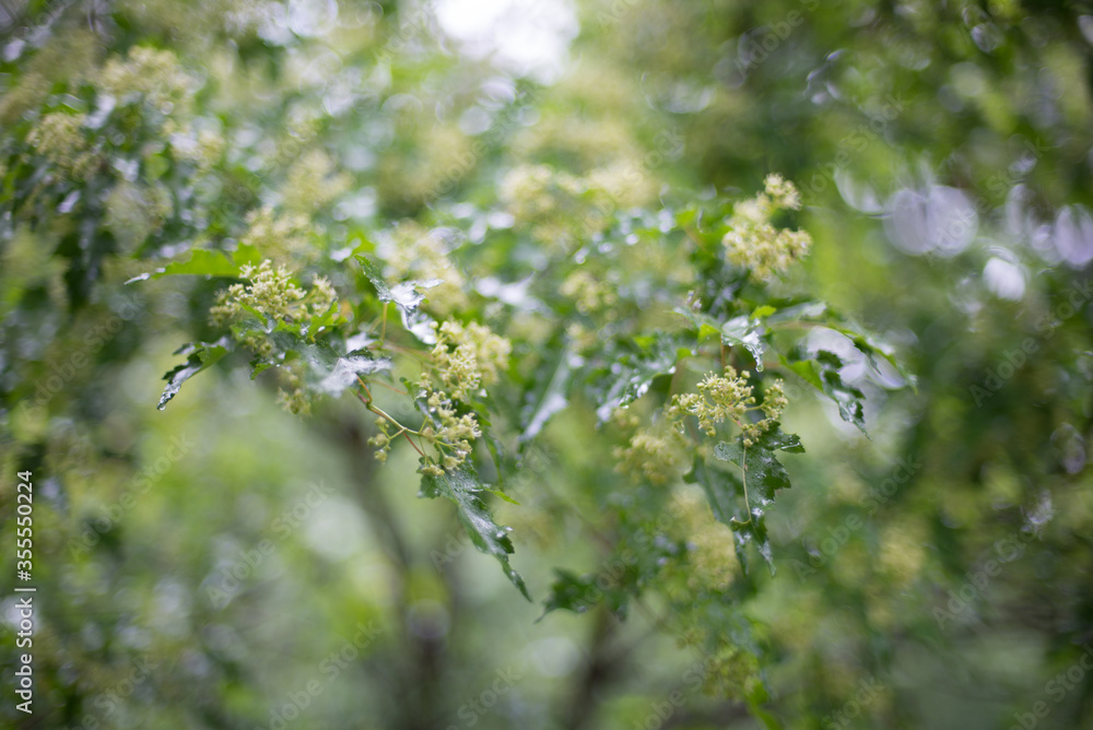 summer, spring, white flowers on a green background summer, spring, white flowers on a green background