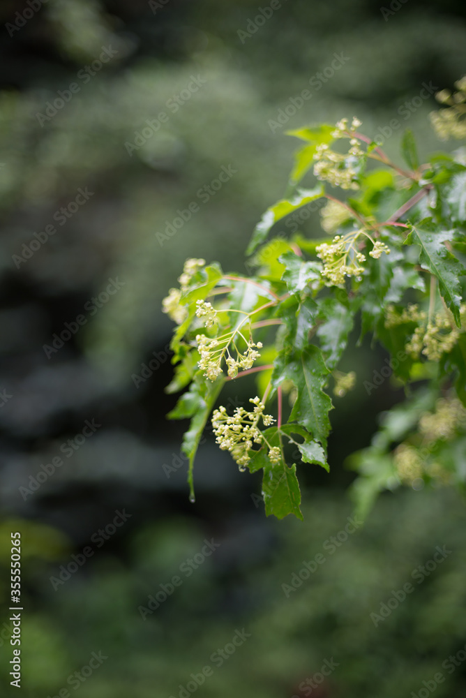 summer, spring, white flowers on a green background summer, spring, white flowers on a green background