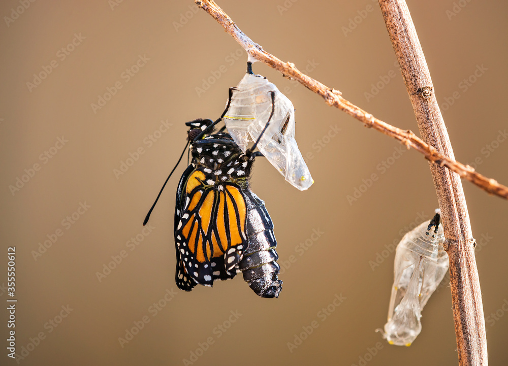 Ταπετσαρία Monarch butterfly (danaus plexippus) emerging from the chrysalis on milkweed bra