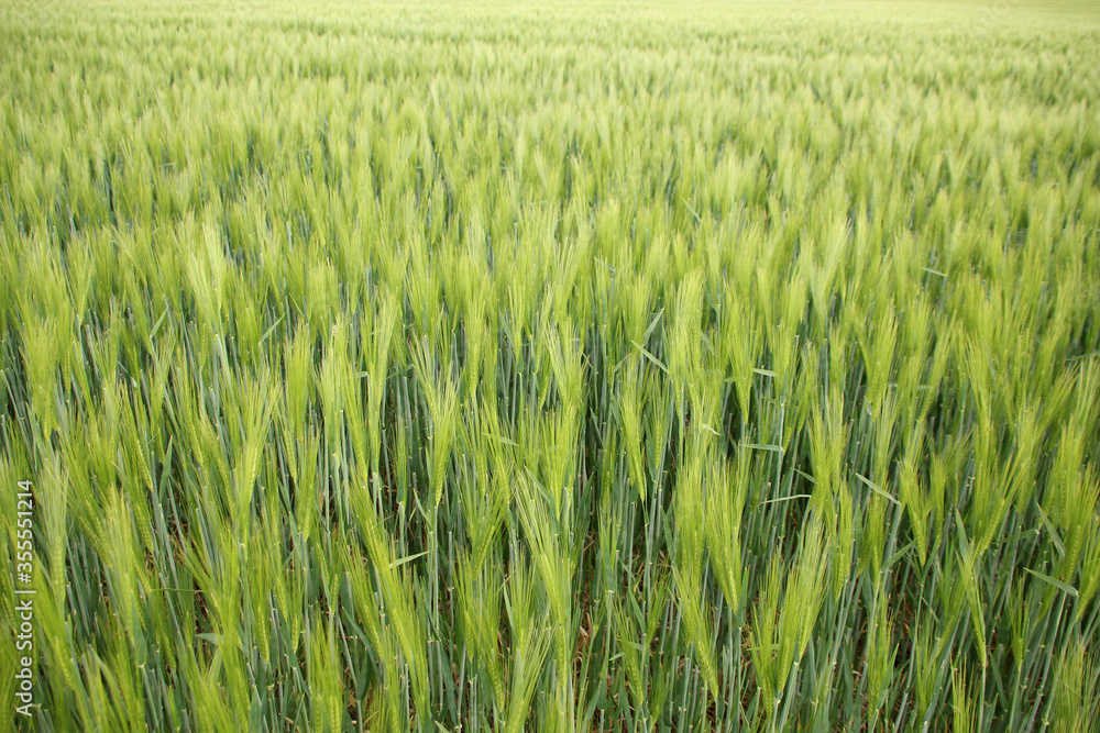 long rows of young green planted rye, spike field, agricultural concept, growing crop, environmentally friendly plants long rows of young green planted rye, spike field, agricultural concept, growing crop, environmentally friendly plants