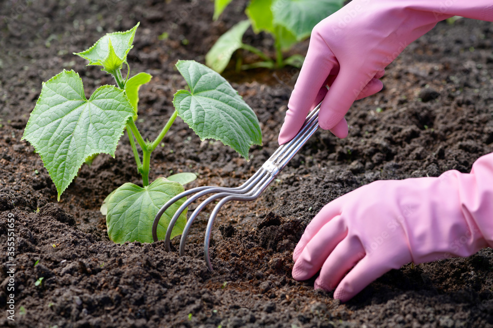Φωτογραφία Hands of a gardener woman loosen a bed with sprouts of cucumbers, close-up